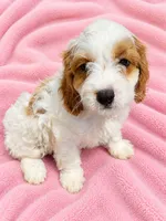Annabelle, a female Cavapoo for sale in Paris, KY – 1 of 1