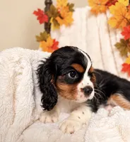 Joe , a male Cavalier King Charles Spaniel for sale in Paris, KY – 3 of 3