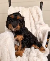 Tilly, a female Cavapoo for sale in Paris, KY – 3 of 4