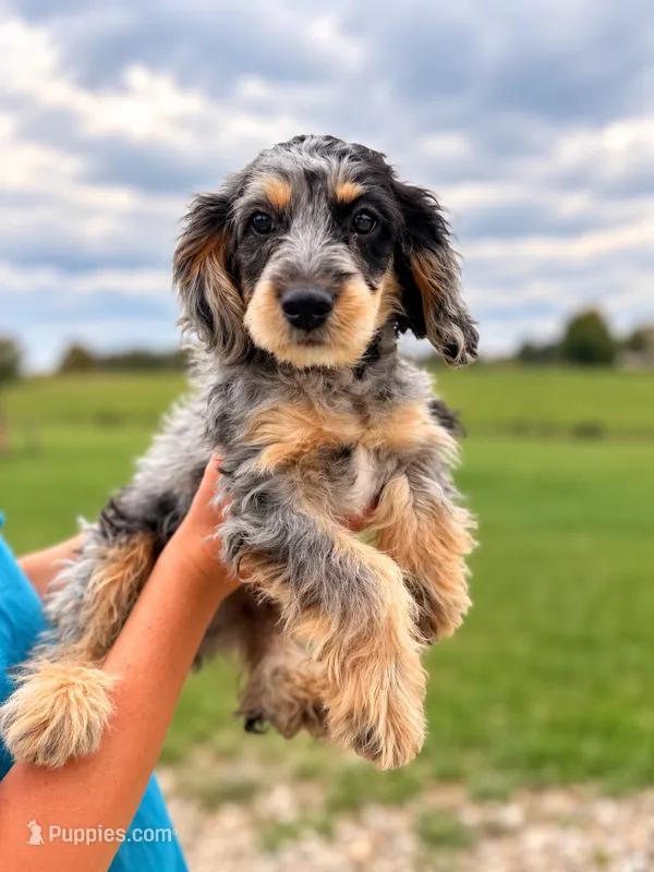 Jake – Cavapoo puppy for sale in Paris, KY
