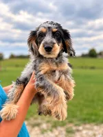 Jake, a male Cavapoo for sale in Paris, KY – 1 of 2