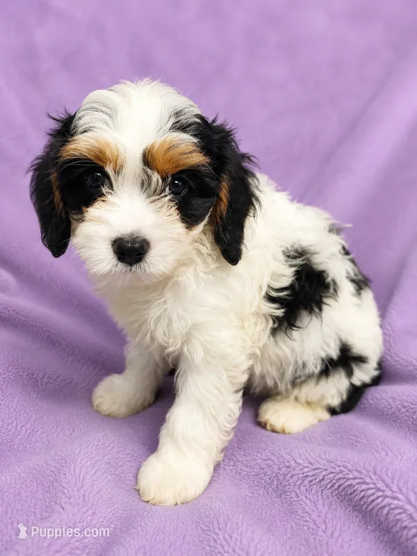 Berry – Cavapoo puppy for sale in Paris, KY