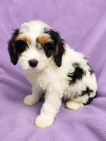 Berry, a female Cavapoo for sale in Paris, KY – 1 of 1