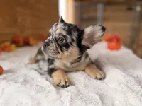 Mabel, a female French Bulldog for sale in Paris, KY – 2 of 6