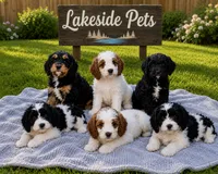 Autumn, a female Cavapoo for sale in Paris, KY – 3 of 4