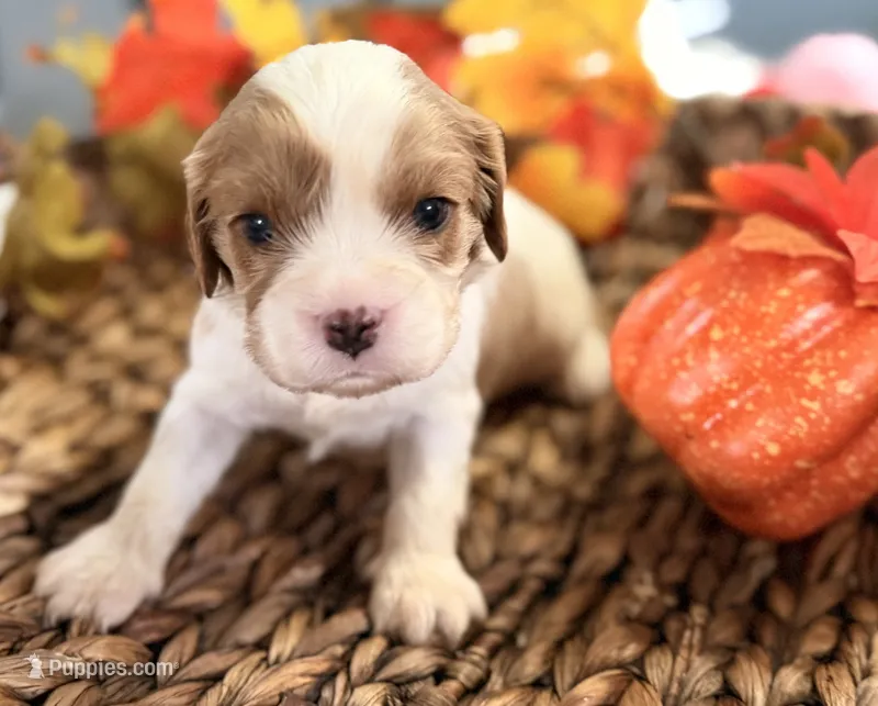 Drake  – Cavalier King Charles Spaniel puppy for sale in Paris, KY