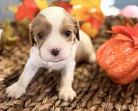 Drake , a male Cavalier King Charles Spaniel for sale in Paris, KY – 1 of 8