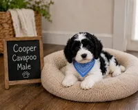 Cooper, a male Cavapoo for sale in Paris, KY – 1 of 4
