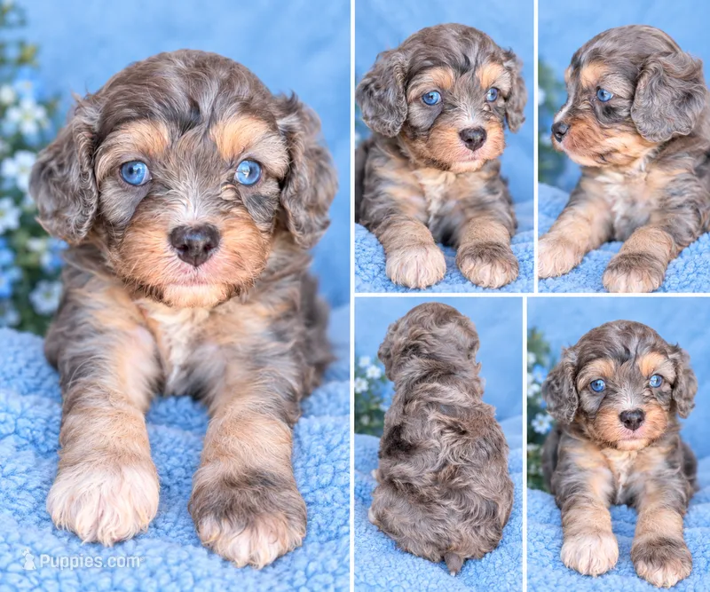 Buddy – Cavapoo puppy for sale in Paris, KY