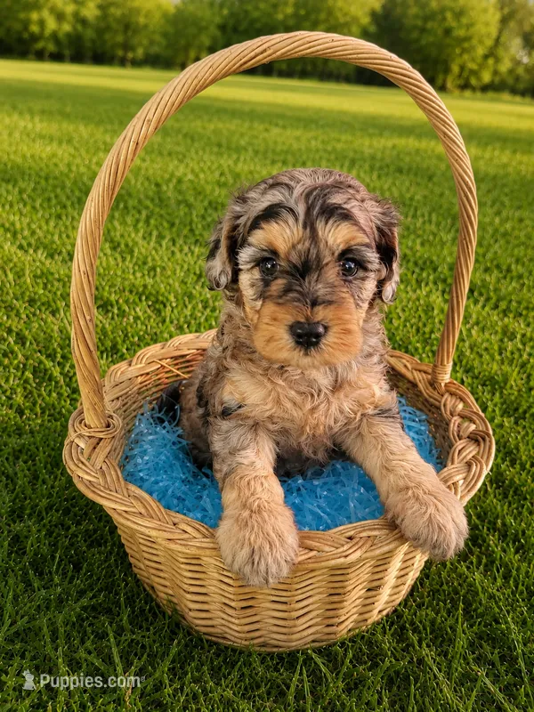 Samuel  – Cavapoo puppy for sale in Paris, KY