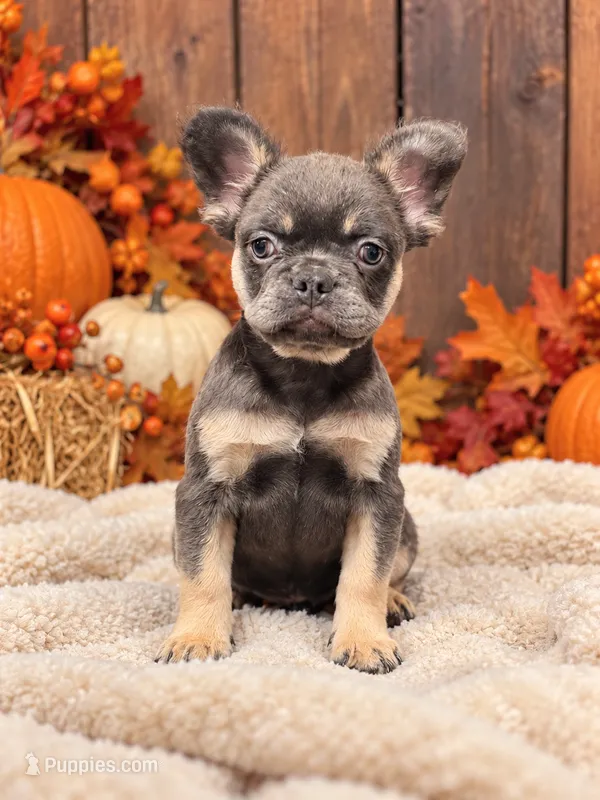 Winnie – French Bulldog puppy for sale in Paris, KY