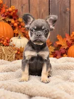 Winnie, a female French Bulldog for sale in Paris, KY – 1 of 2