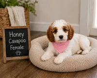Honey, a female Cavapoo for sale in Paris, KY – 1 of 4