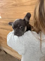 Truffle , a female French Bulldog for sale in Paris, KY – 6 of 7