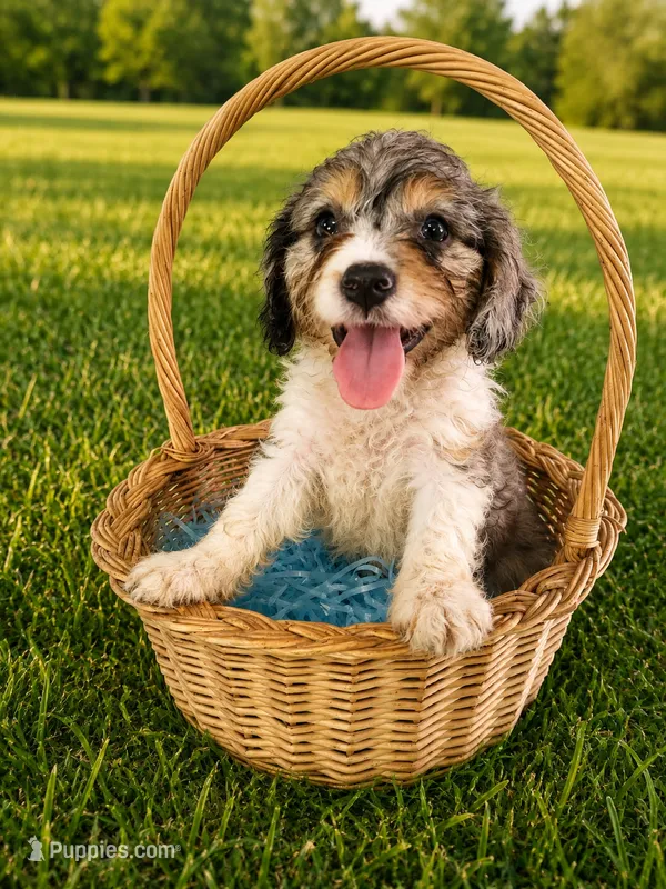 Cooper – Cavapoo puppy for sale in Paris, KY