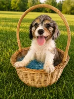 Cooper, a male Cavapoo for sale in Paris, KY – 1 of 3