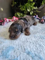 Jake, a male Cavapoo for sale in Paris, KY – 2 of 3