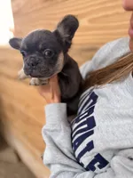 Truffle , a female French Bulldog for sale in Paris, KY – 4 of 7