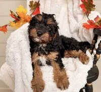 Tilly, a female Cavapoo for sale in Paris, KY – 2 of 4