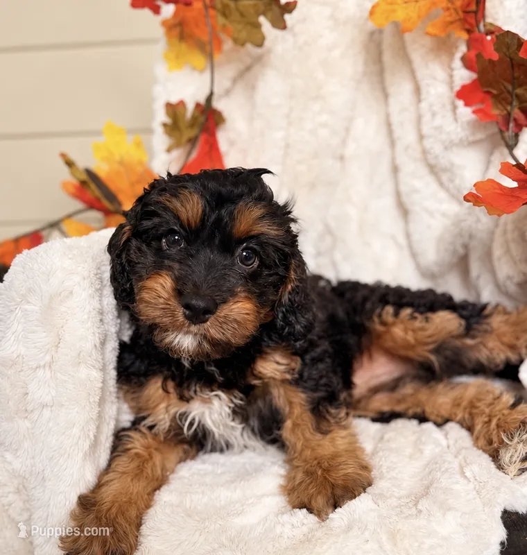 Tilly – Cavapoo puppy for sale in Paris, KY