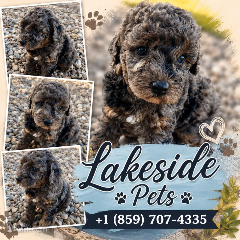 Molly (Solid Phantom Merle) – Poodle - Miniature  puppy for sale in Paris, KY