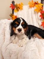 Joe , a male Cavalier King Charles Spaniel for sale in Paris, KY – 2 of 3
