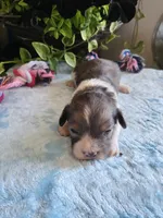 Cooper, a male Cavapoo for sale in Paris, KY – 1 of 3
