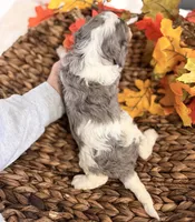 Blue , a male Cavalier King Charles Spaniel for sale in Paris, KY – 7 of 9