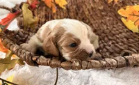 Memphis , a male Cavalier King Charles Spaniel for sale in Paris, KY – 9 of 9