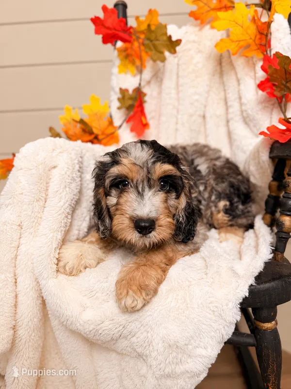 Ted  – Cavapoo puppy for sale in Paris, KY