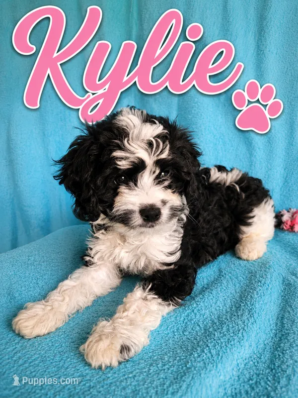 Kylie – Cavapoo puppy for sale in Paris, KY
