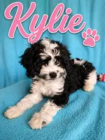 Kylie, a female Cavapoo for sale in Paris, KY – 1 of 1