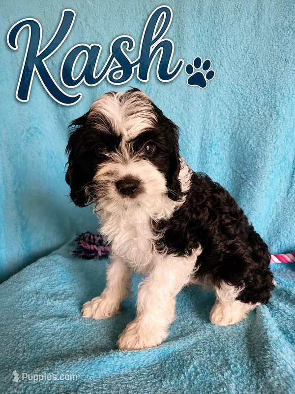 Kash – Cavapoo puppy for sale in Paris, KY