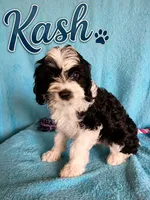 Kash, a male Cavapoo for sale in Paris, KY – 1 of 1