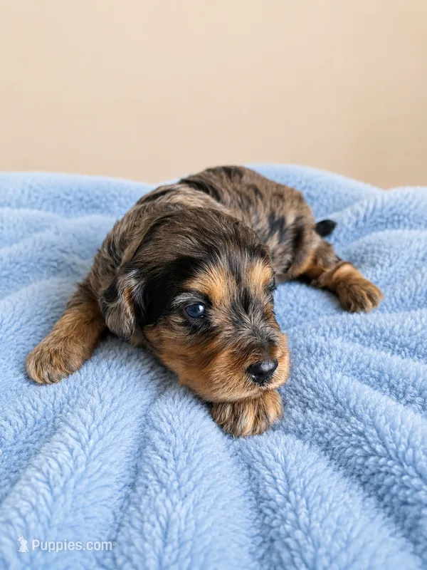 Samuel  – Cavapoo puppy for sale in Paris, KY