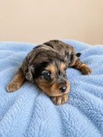 Samuel , a male Cavapoo for sale in Paris, KY – 1 of 2