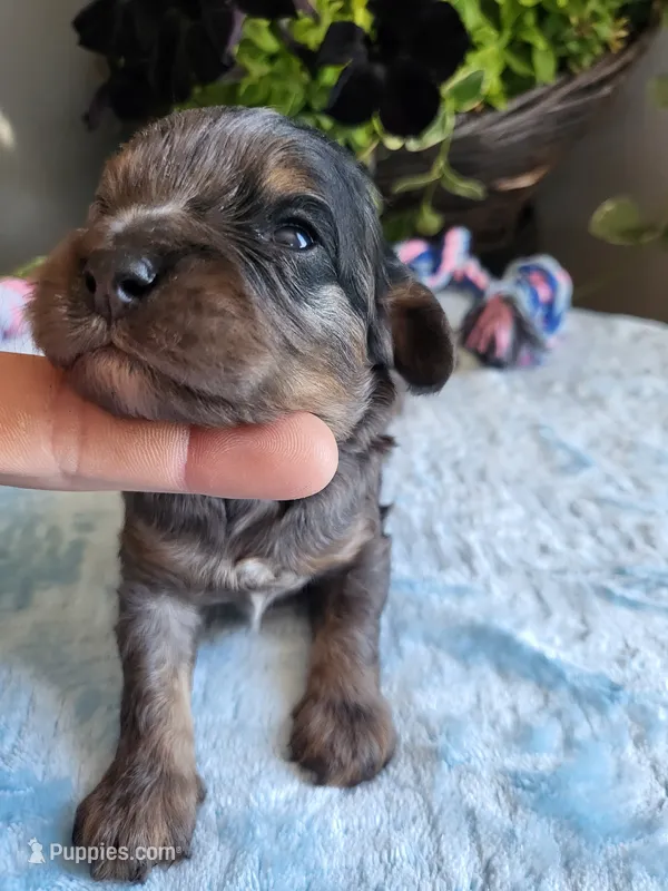 Jake – Cavapoo puppy for sale in Paris, KY
