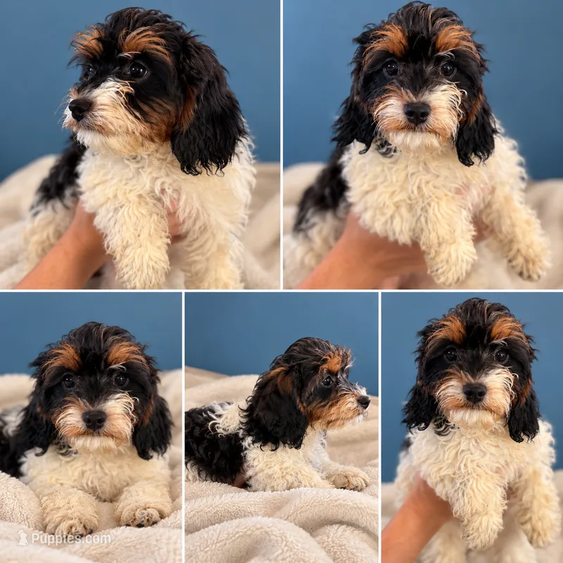 Summer – Cavapoo puppy for sale in Paris, KY