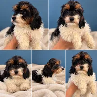 Summer, a female Cavapoo for sale in Paris, KY – 1 of 1