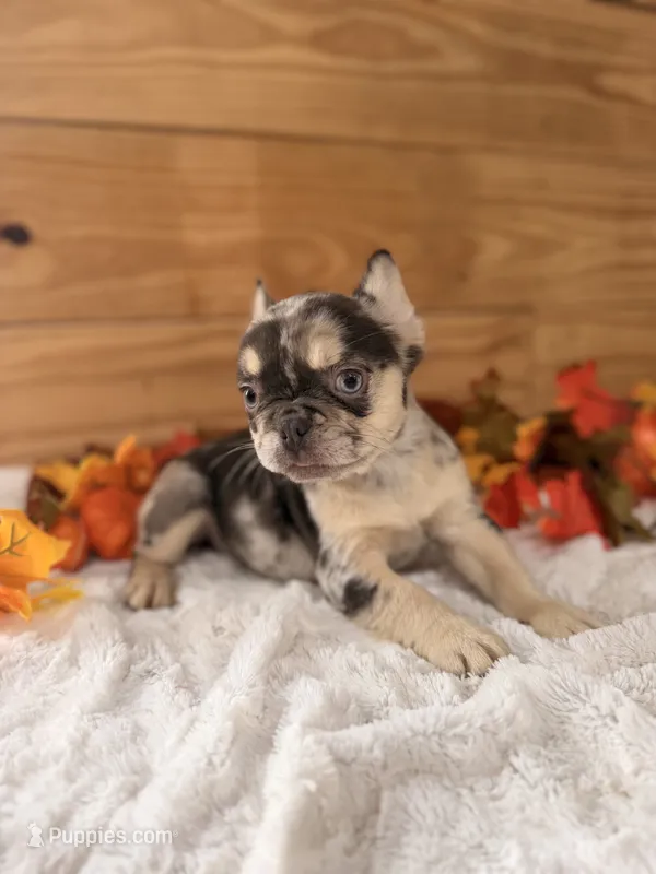 Muffin/Chocolate  – French Bulldog puppy for sale in Paris, KY