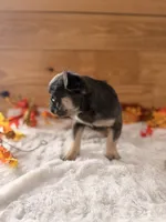 Truffle , a female French Bulldog for sale in Paris, KY – 2 of 7
