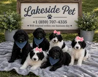 Charlie , a male Miniature Goldendoodle for sale in Paris, KY – 3 of 3