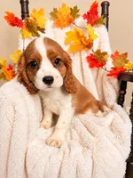 Rusty, a male Cavalier King Charles Spaniel for sale in Paris, KY – 3 of 3
