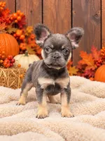 Winnie, a female French Bulldog for sale in Paris, KY – 2 of 2