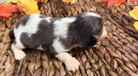 Chip , a male Cavalier King Charles Spaniel for sale in Paris, KY – 9 of 10