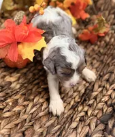 Blue , a male Cavalier King Charles Spaniel for sale in Paris, KY – 9 of 9