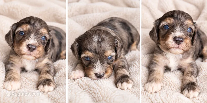 Buddy – Cavapoo puppy for sale in Paris, KY