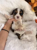 Chip , a male Cavalier King Charles Spaniel for sale in Paris, KY – 5 of 10