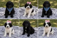 Daisy, a female Miniature Goldendoodle for sale in Paris, KY – 4 of 4