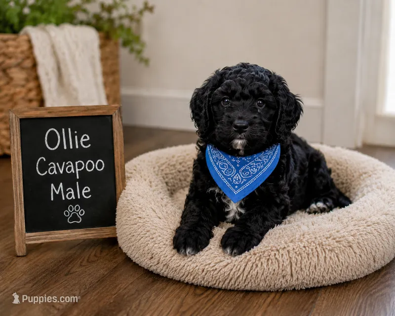 Ollie – Cavapoo puppy for sale in Paris, KY